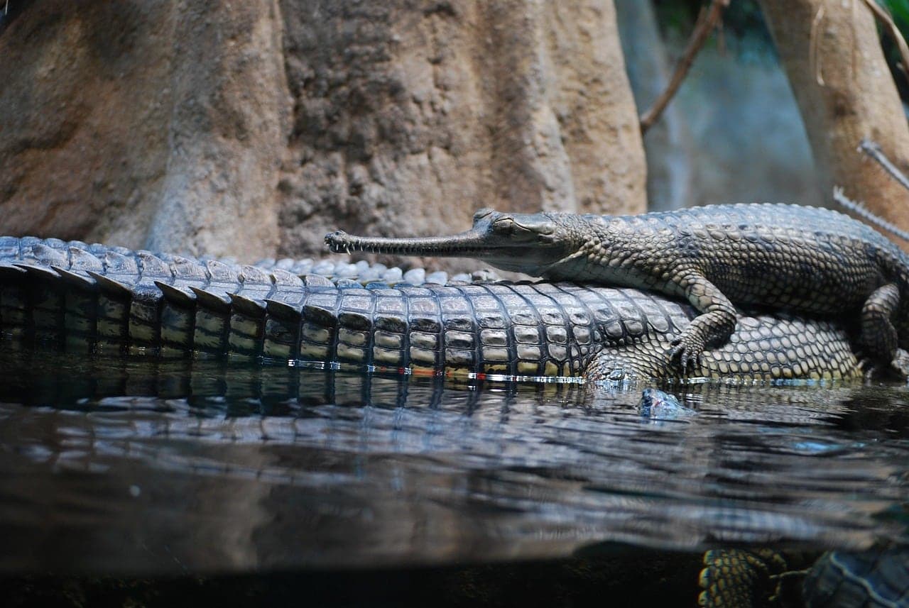 Crocodile Park