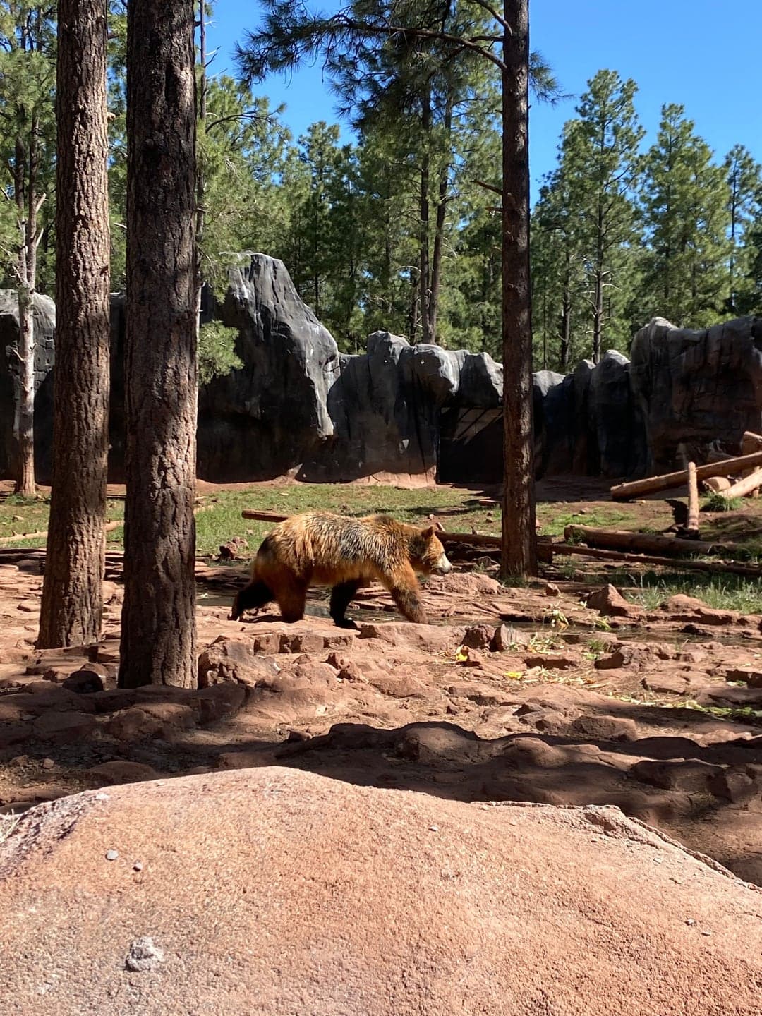 Bearizona Wildlife Park