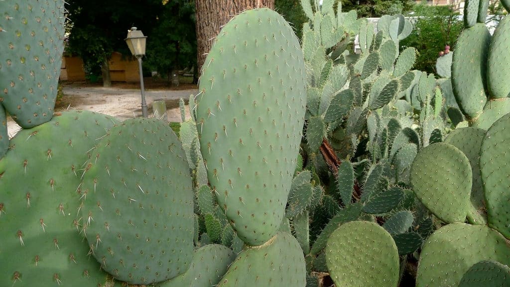 Orto Botanico di Roma