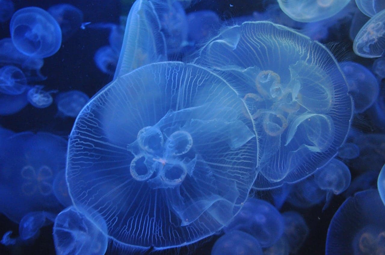 SeaLife Aquarium