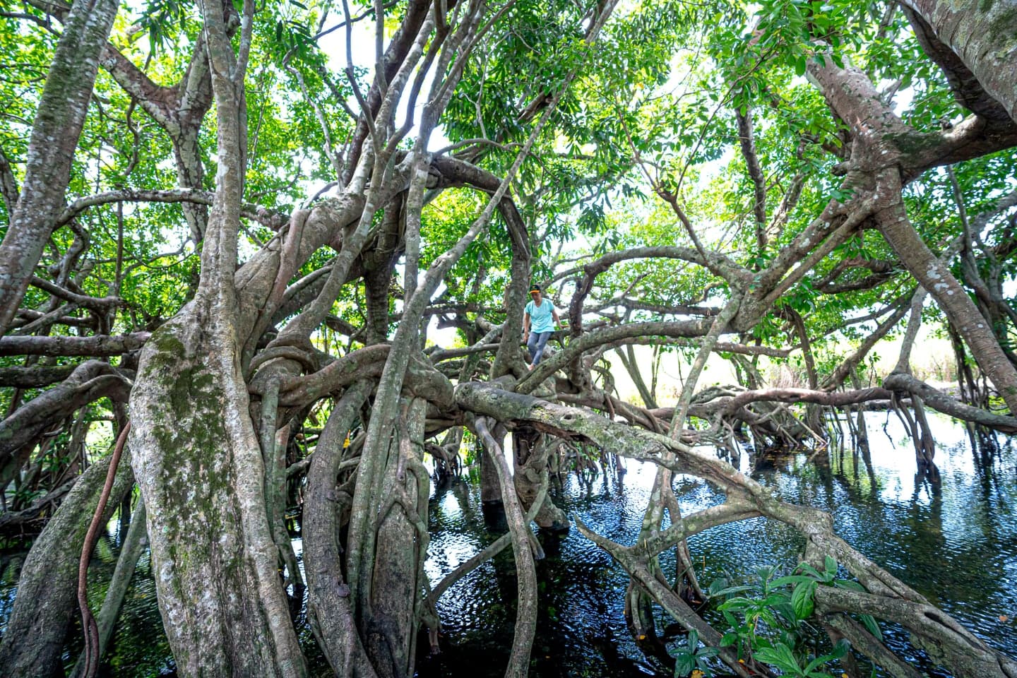 Mangrove National Park