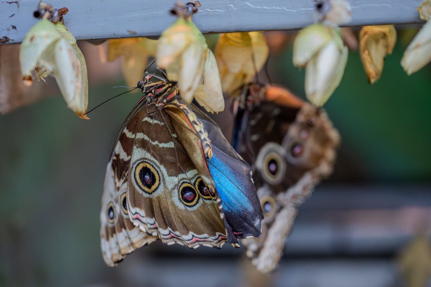 The Butterfly Farm
