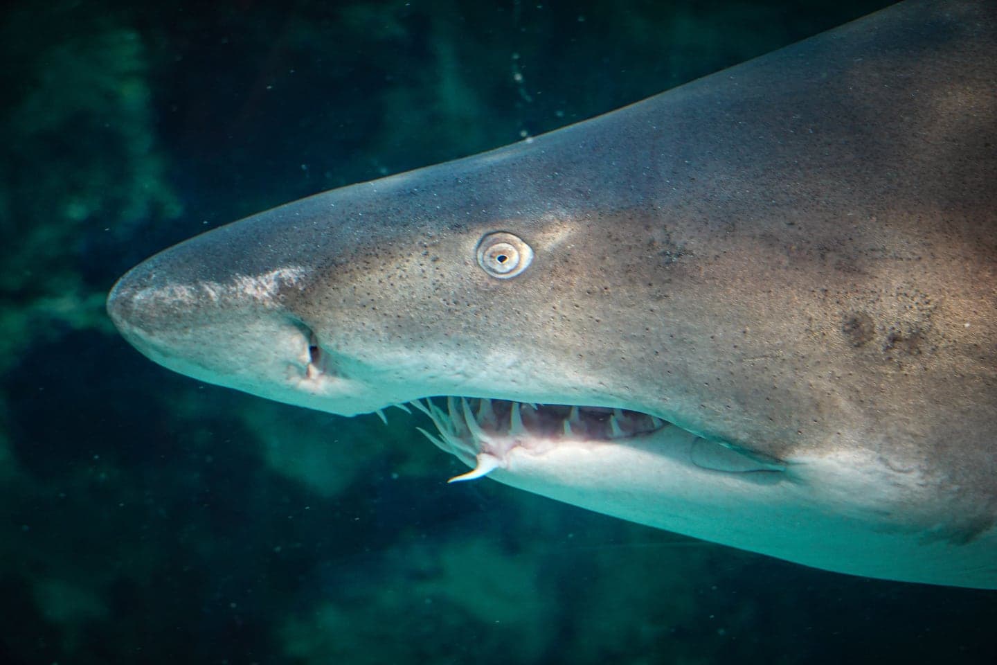 Great White Shark - Cage Diving