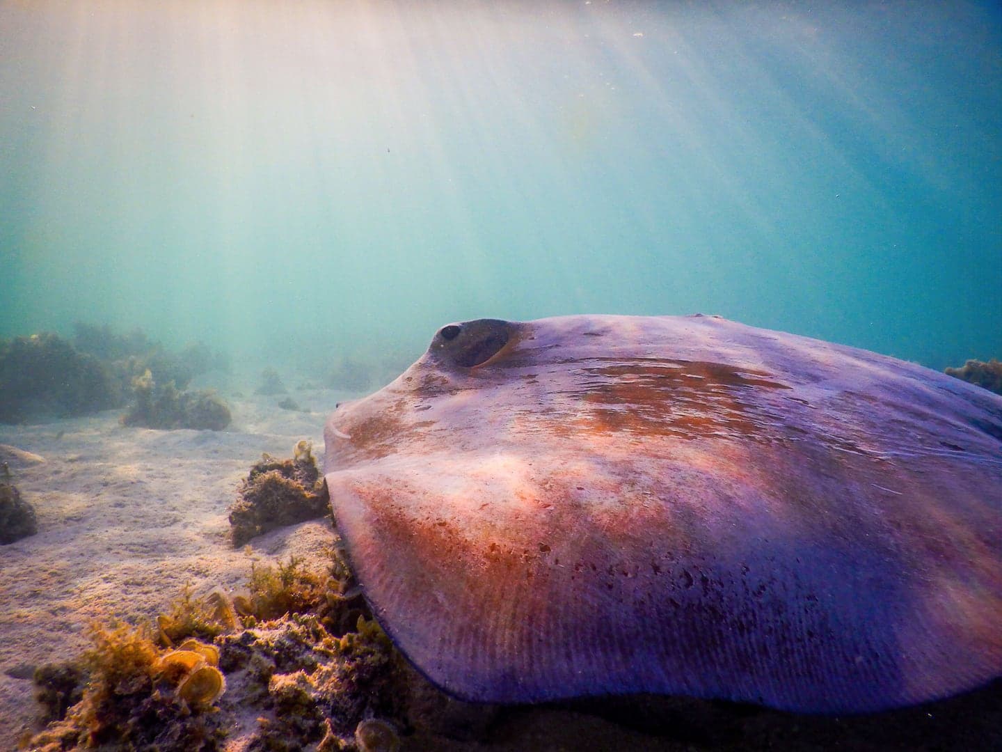 Hol Chan Marine Reserve