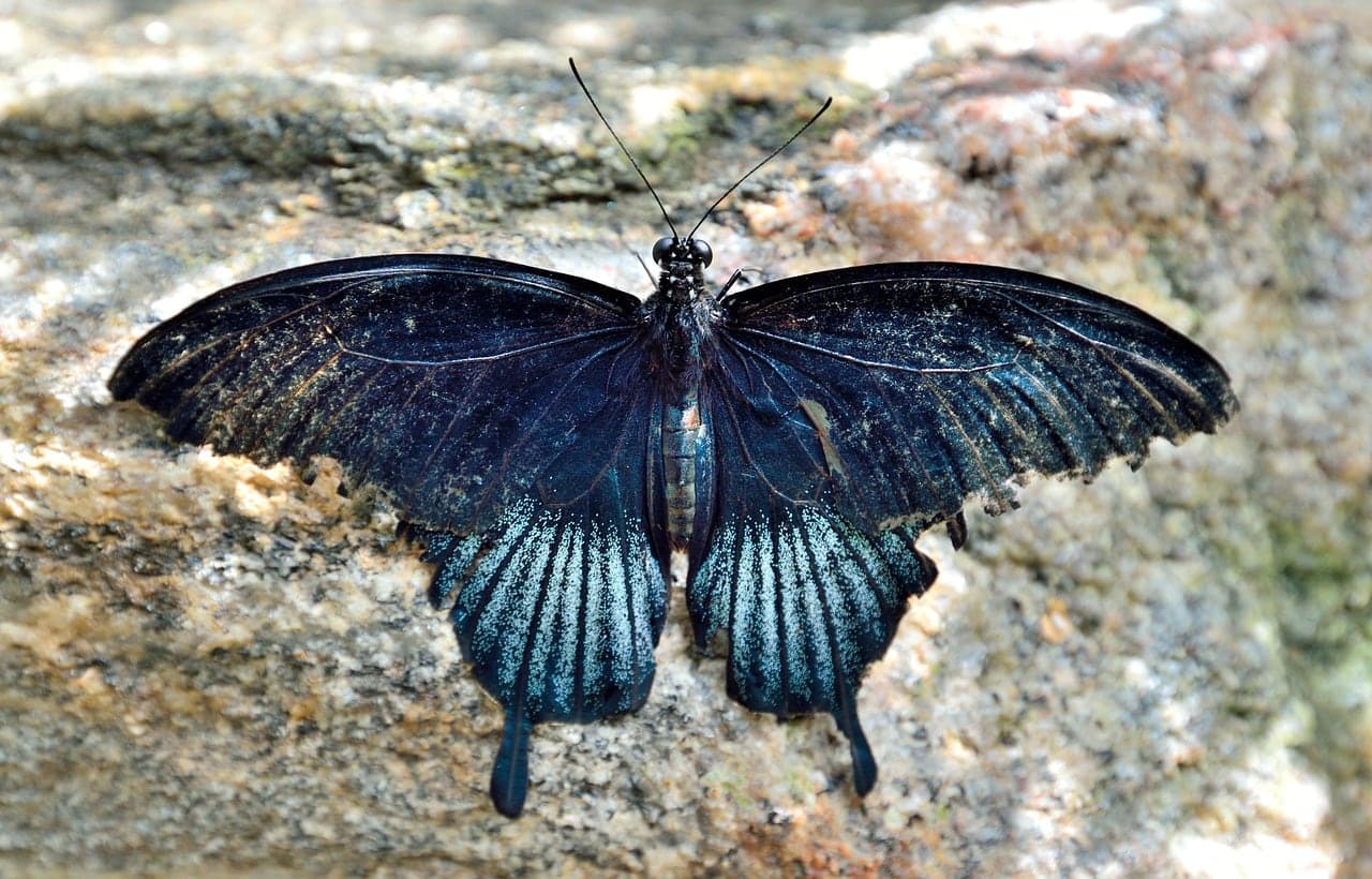 Butterfly Conservatory