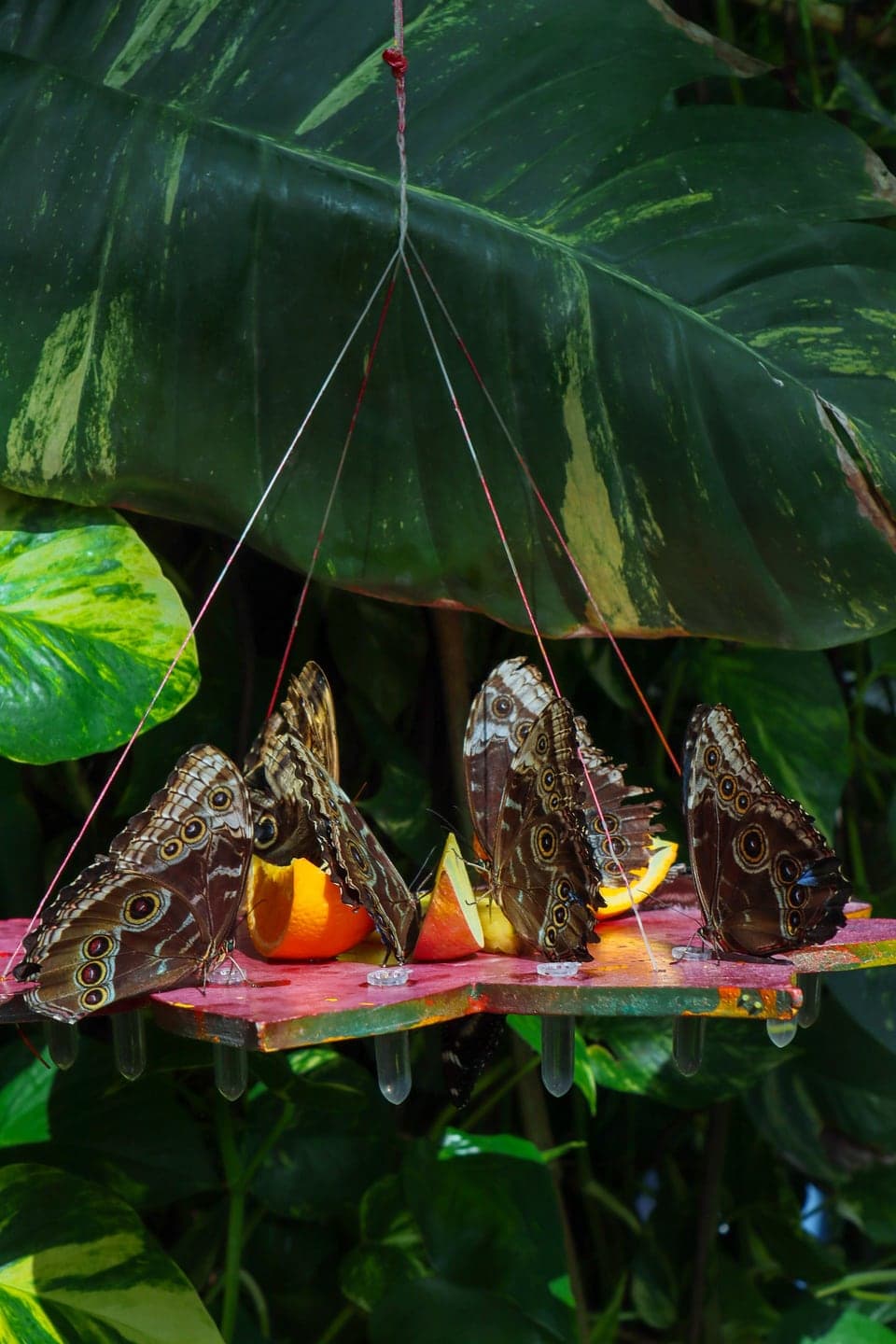 The Butterfly Place