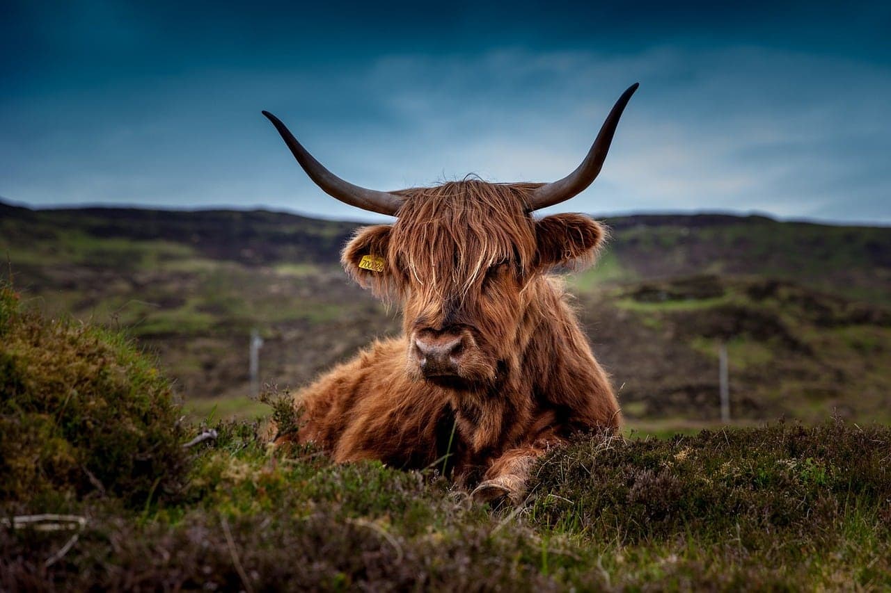 The Cladich Fold Highland Cattle