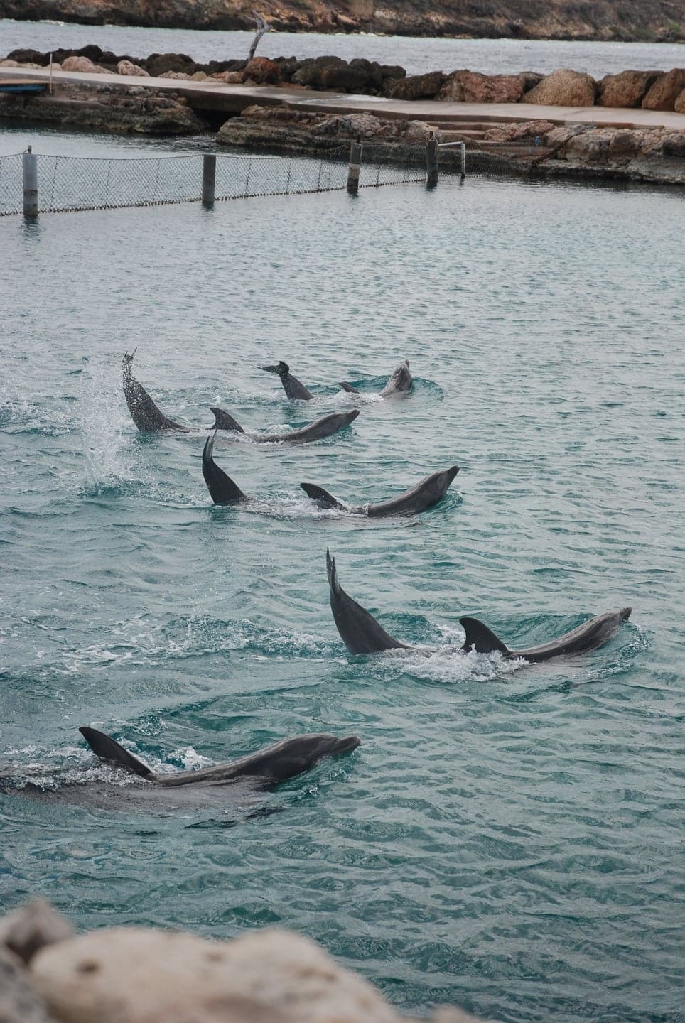 Dolphin Cove Ocho Rios