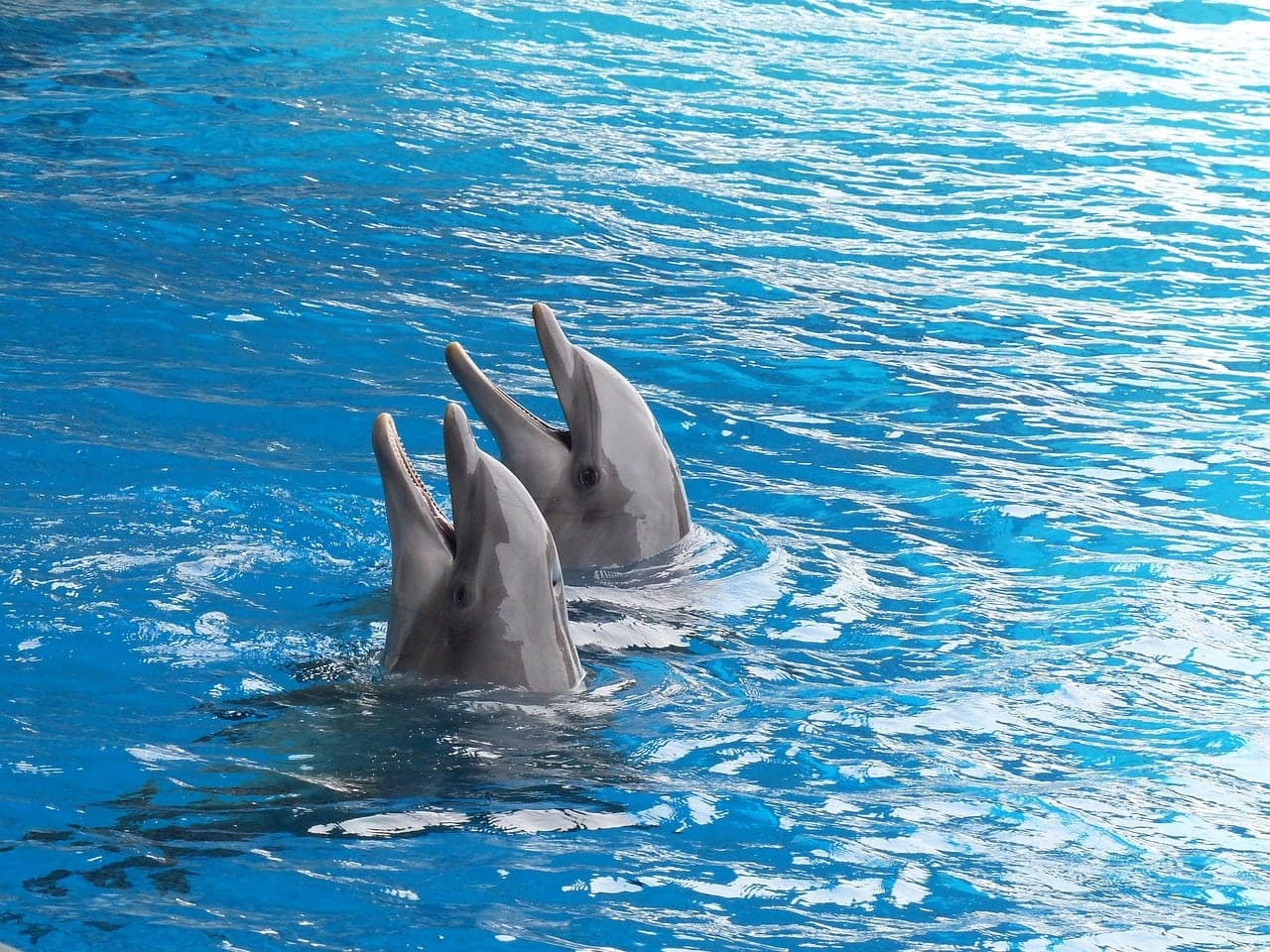 Dolphin Quest