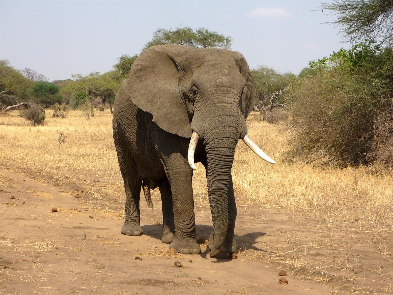 Wild Horizons Elephant Sanctuary